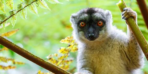 10-Day Wildlife and Island Bliss in Northern Madagascar