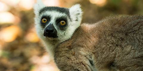 12-Day Magical Madagascar - Small Group, Expertly Guided