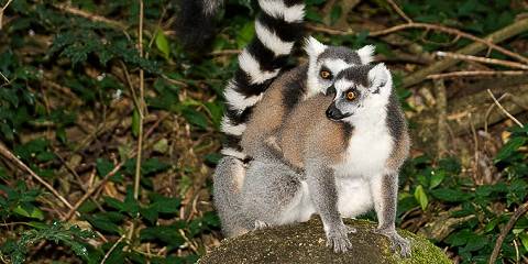 tour to madagascar