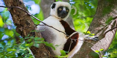 6-Day Madagascar Adventure & Beach Honeymoon