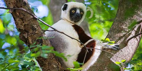 Madagascar Adventure & Beach Honeymoon