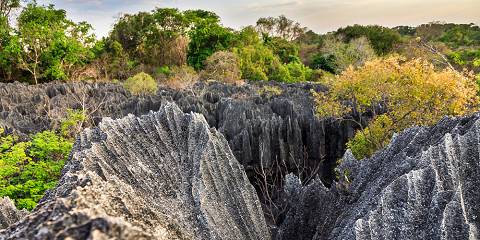 Baobab Avenue-Kirindy-Tsingy -Isalo-Ranomafana