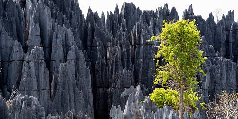 Kirindy Reserve - Tsingy De Bemaraha National Park