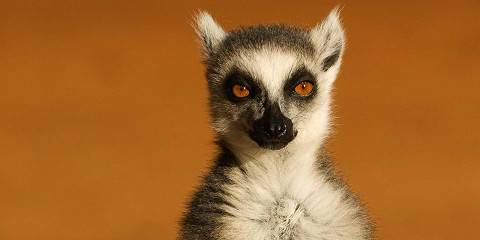 7-Day Madagascar Classic Tour