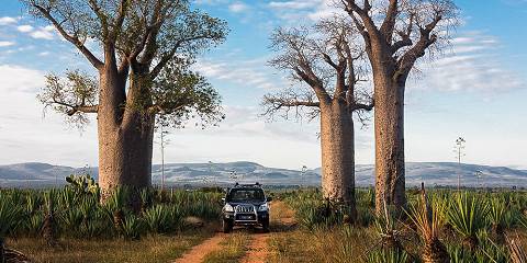 Baobabs, Lemurs and Rainforest