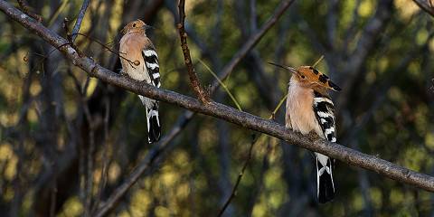 6-Day Safari Tour from Taolagnaro to Mandrare River Camp