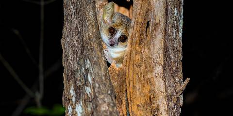 6-Day Baobab Avenue, Kirindy Forest & Andasibe Park Tour