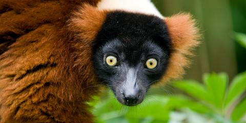 6-Day Meeting Lemurs and Loving Baobabs