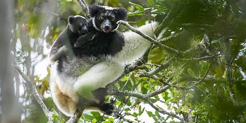 madagascar jungle tour