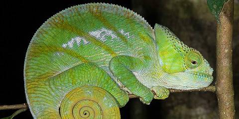 16-Day Madagascar & Seychelles Photography Tour