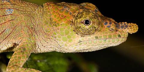 3-Day To Be in Nature at Andasibe-Mantadia National Park