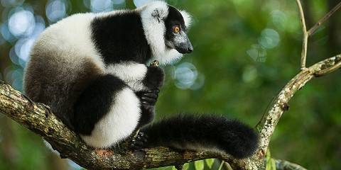 trips to madagascar from us