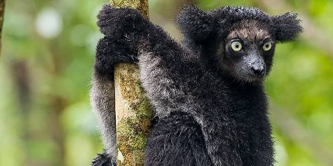 7-Day The Call of Indri