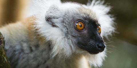 18-Day Best of Madagascar's Forests, Beaches and Wildlife