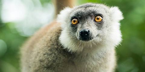 6-Day Madagascar Safari to Mandrare Camp