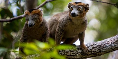 6-Day Wildlife and Nature Andasibe & Palmarium