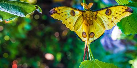 Wildlife Discovery Tour to Andasibe-Mantadia NP