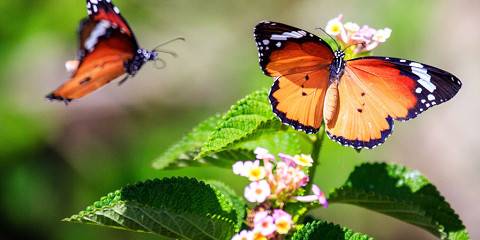 6-Day Safari Tour from Taolagnaro to Mandrare River Camp