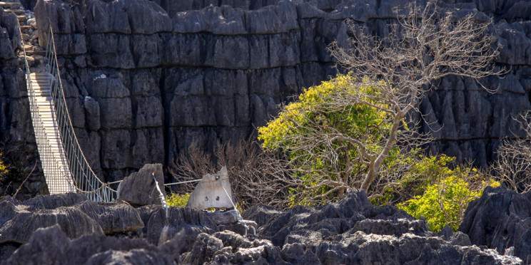 4-Day Budget Tour to Tsingy Bemaraha, Kirindy, Baobab
