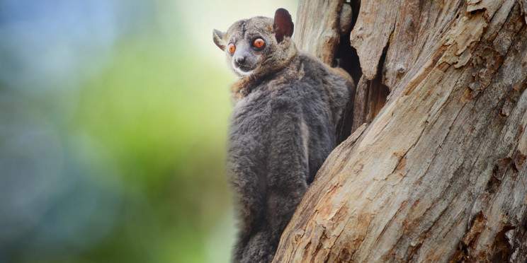 13-Day Madagascar's Best - Rainforests, Tsingy & Beaches