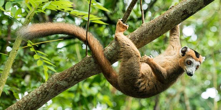 5-Day Andasibe Tour and Palmarium via Pangalane
