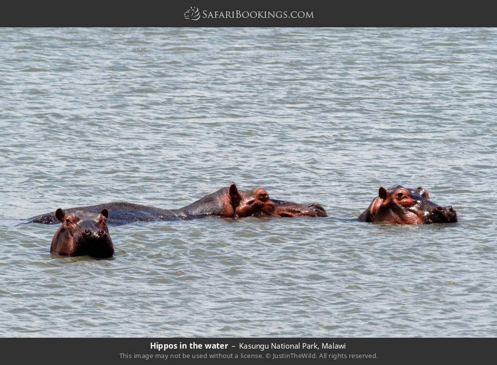 Hippos in the water in Kasungu National Park, Malawi