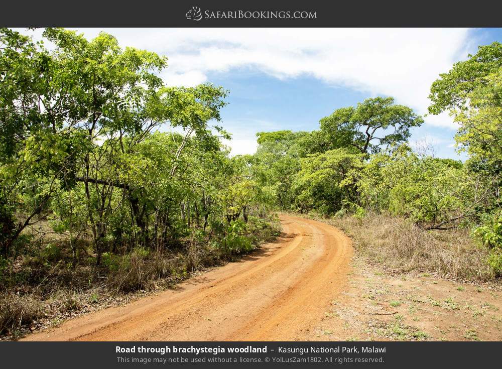 Road through brachystegia woodland in Kasungu National Park, Malawi