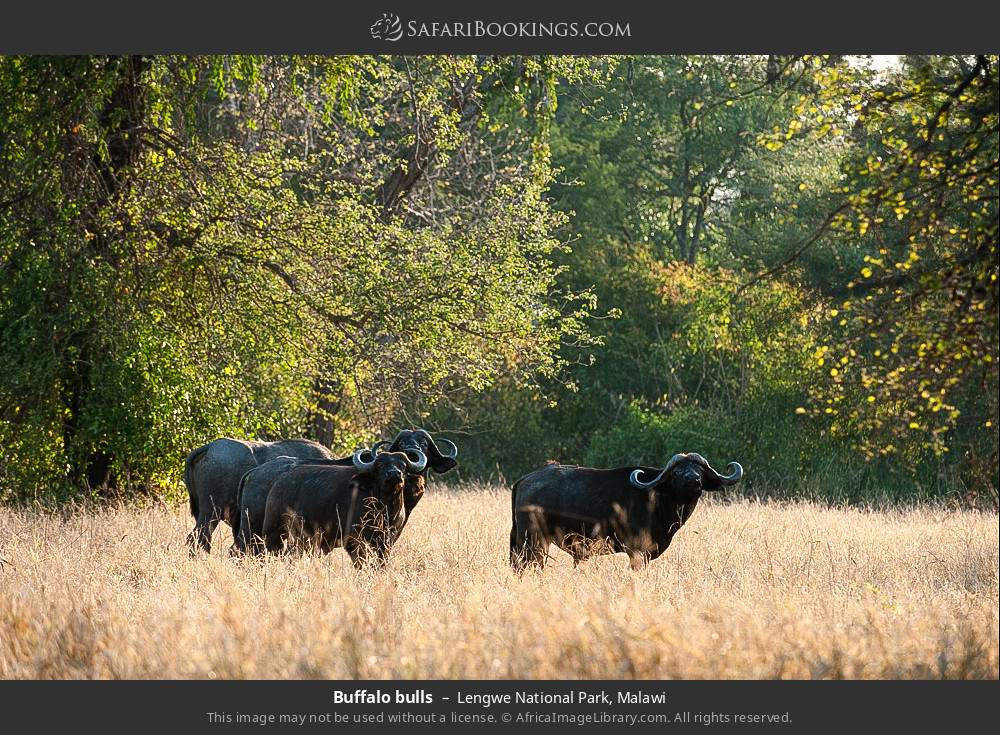 Buffalo bulls in Lengwe National Park, Malawi