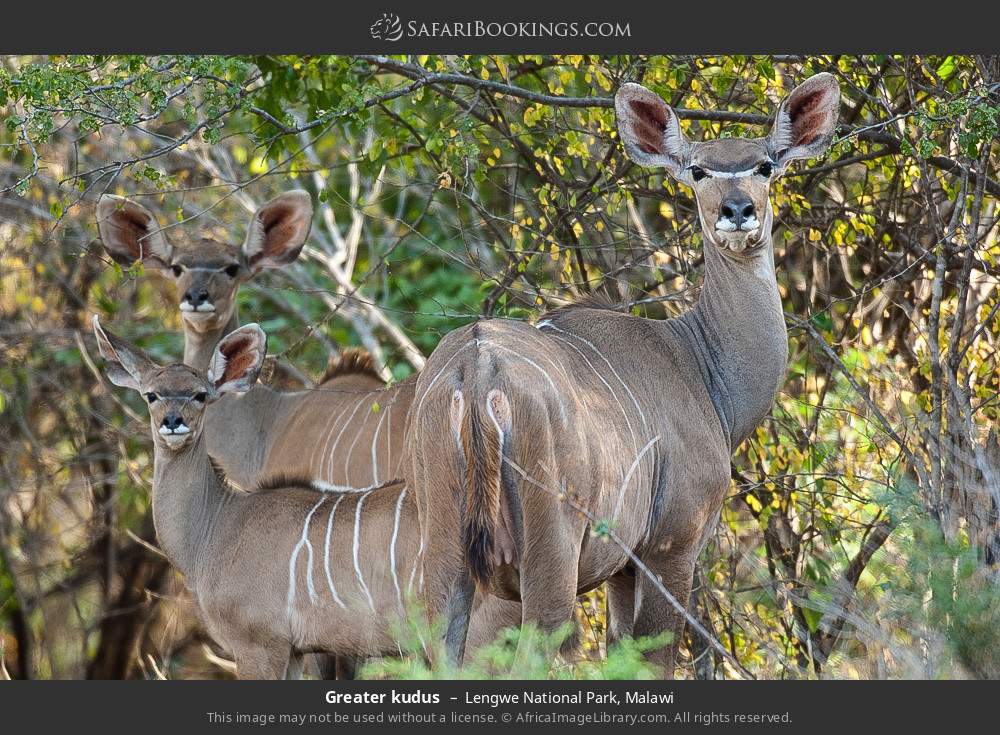 Greater kudus in Lengwe National Park, Malawi