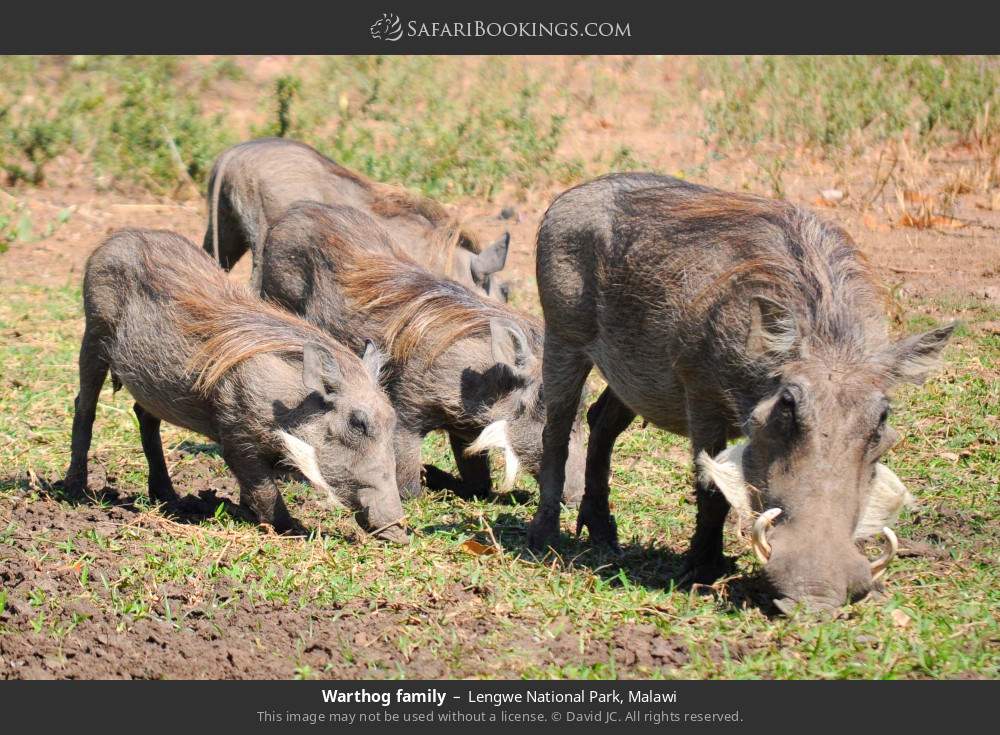 Warthog family in Lengwe National Park, Malawi