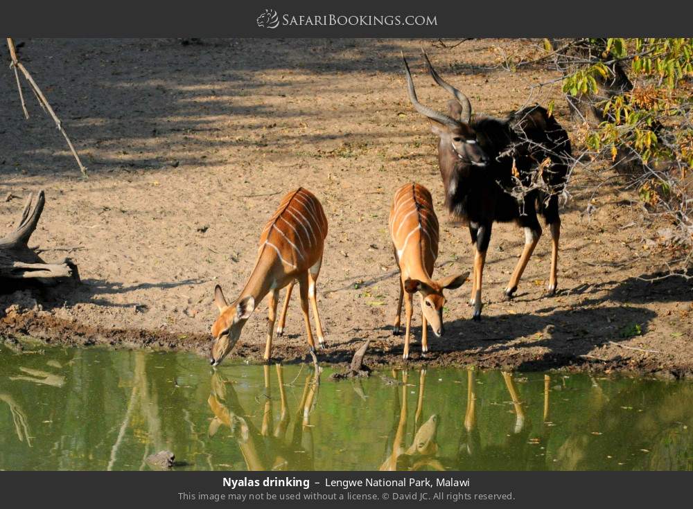 Nyalas drinking in Lengwe National Park, Malawi