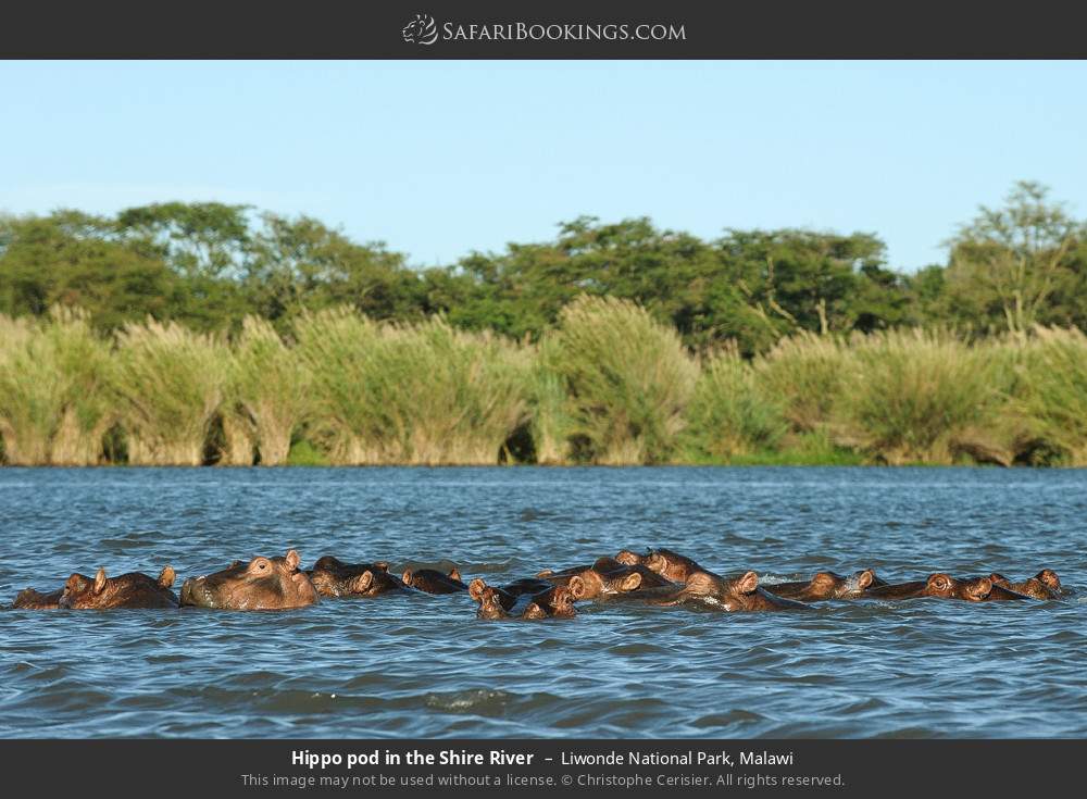 Hippo pod in the Shire River in Liwonde National Park, Malawi