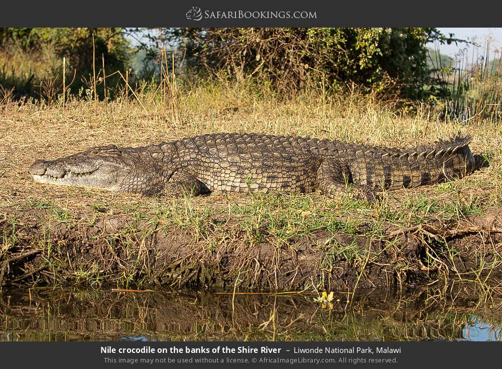Nile crocodile on the banks of the Shire River in Liwonde National Park, Malawi