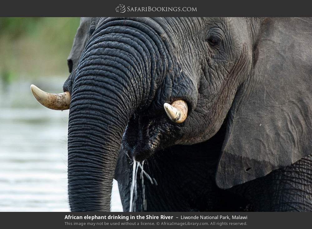 African elephant drinking in the Shire River in Liwonde National Park, Malawi