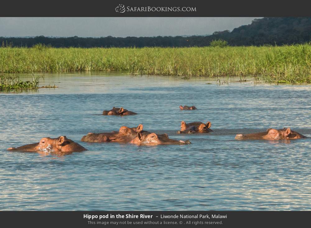 Hippo pod in the Shire River in Liwonde National Park, Malawi