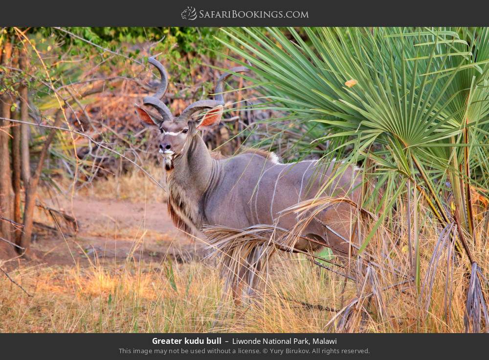 Greater kudu bull in Liwonde National Park, Malawi