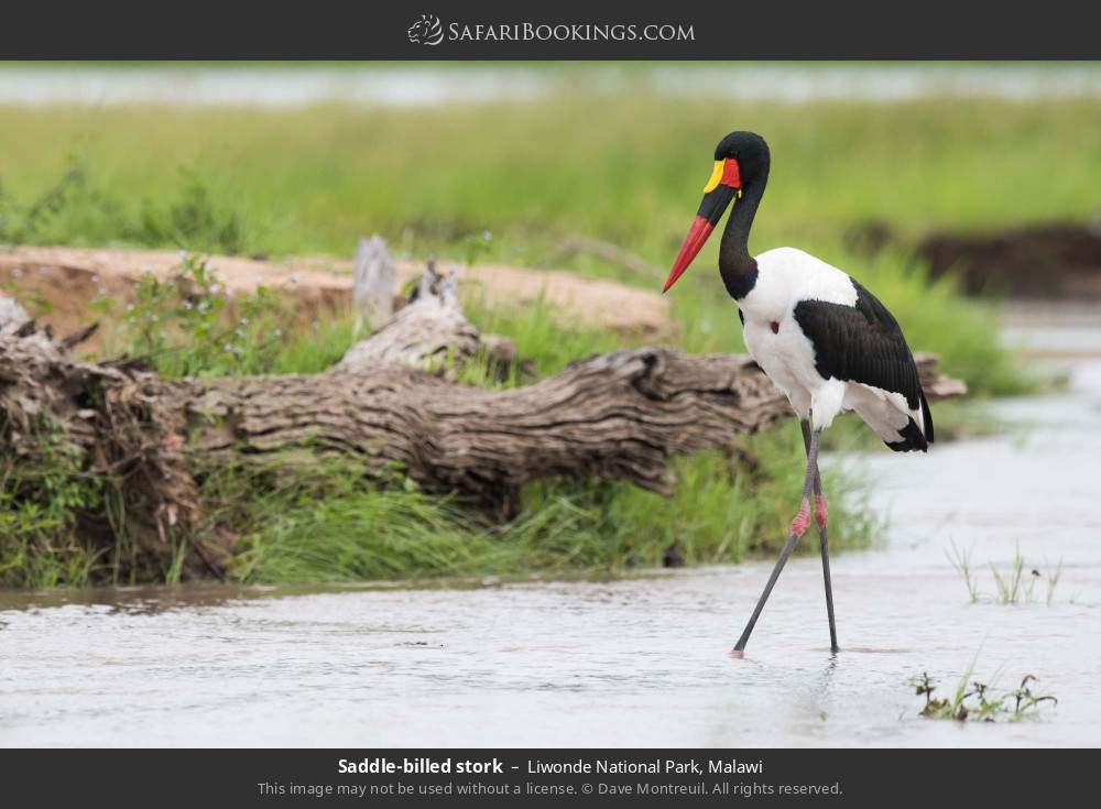 Saddle-billed stork in Liwonde National Park, Malawi