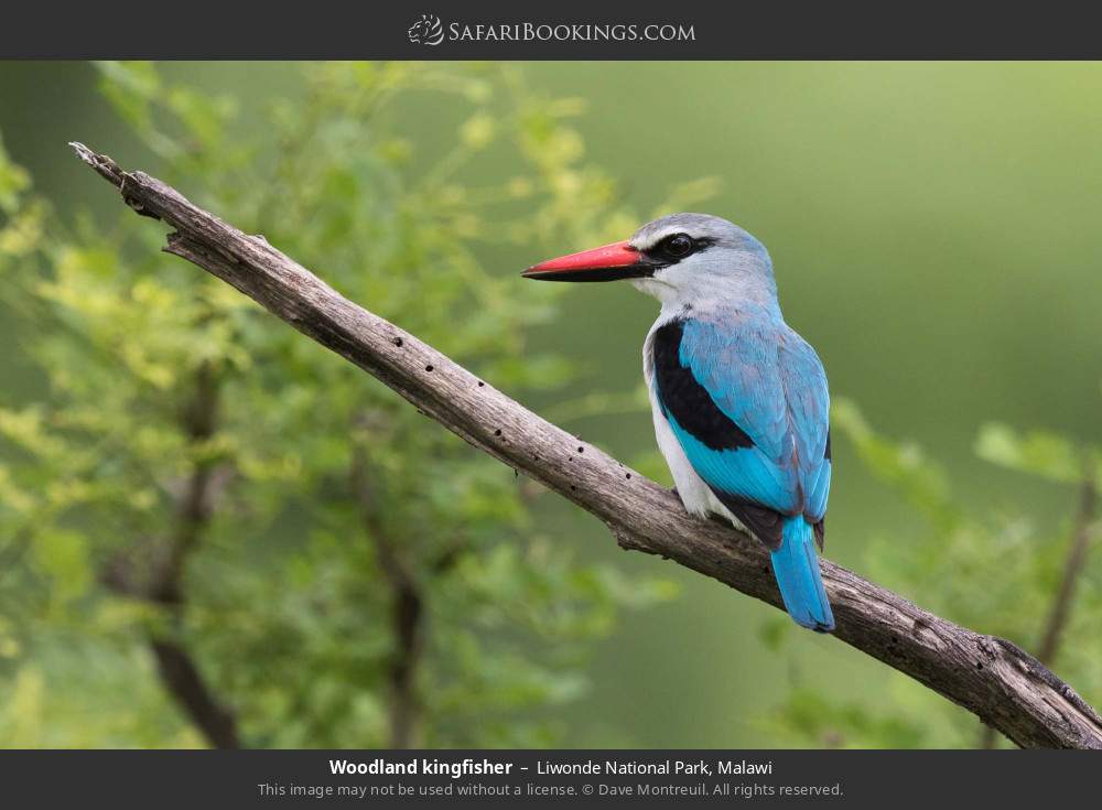 Woodland kingfisher in Liwonde National Park, Malawi