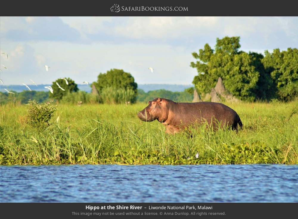 Hippo at the Shire River in Liwonde National Park, Malawi