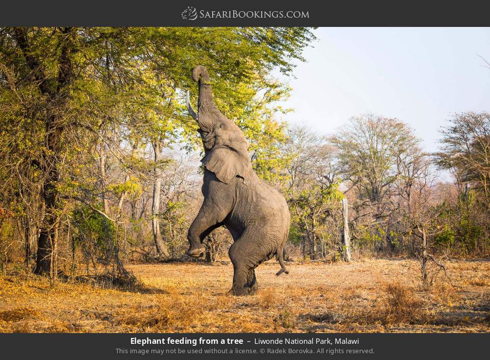 Elephant feeding from a tree in Liwonde National Park, Malawi