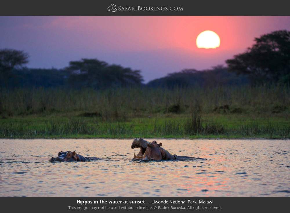 Hippos in the water at sunset in Liwonde National Park, Malawi