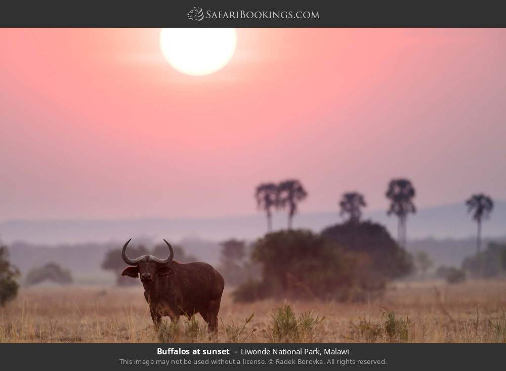 Buffalos at sunset in Liwonde National Park, Malawi