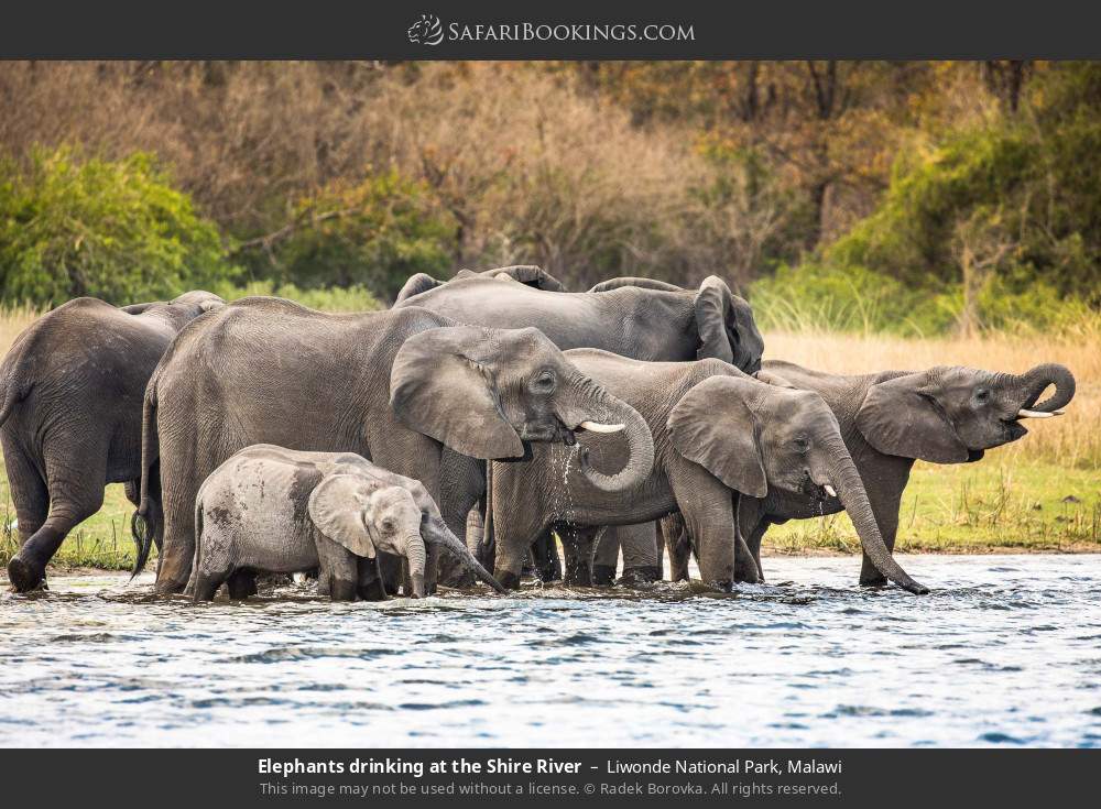 Elephants drinking at the Shire River in Liwonde National Park, Malawi