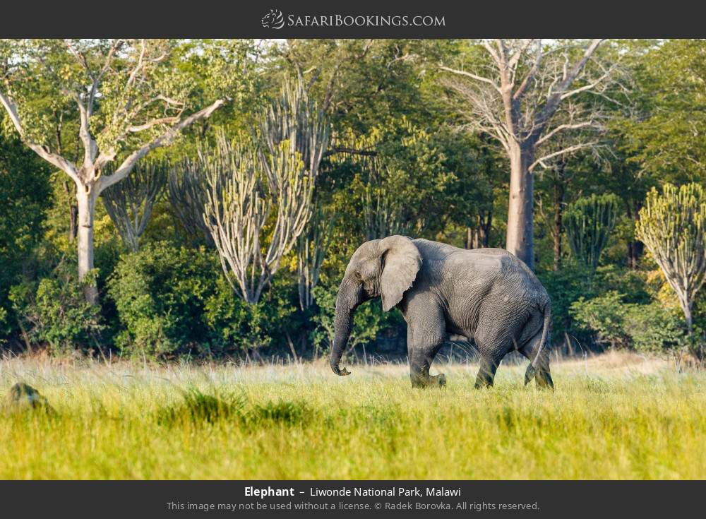 Elephant in Liwonde National Park, Malawi