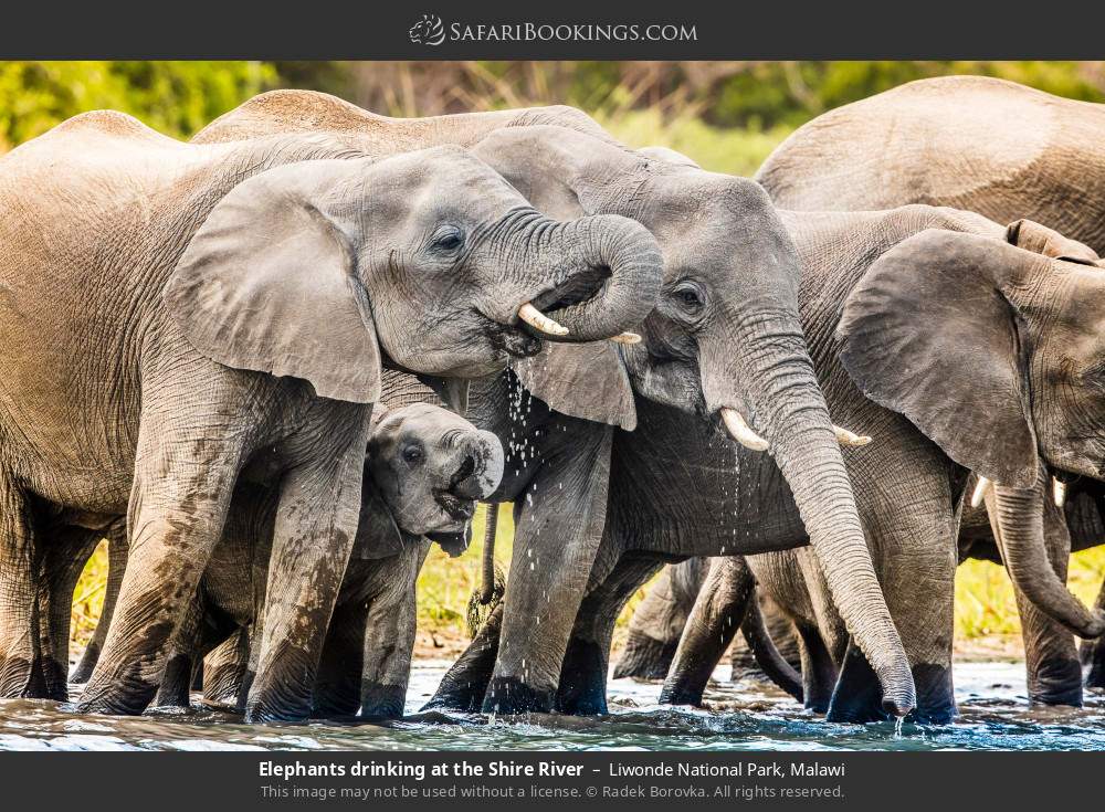 Elephants drinking at the Shire River in Liwonde National Park, Malawi