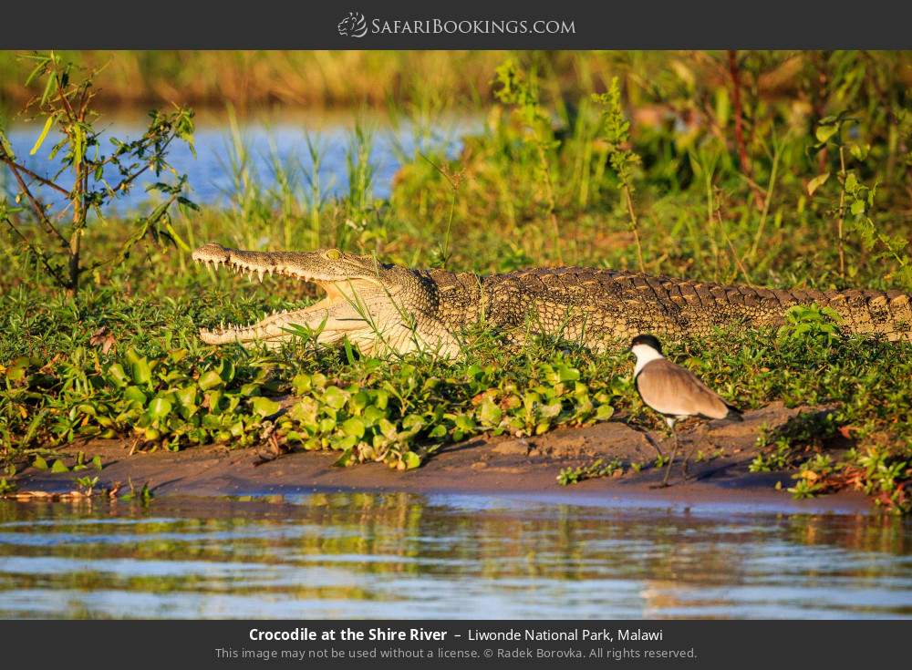 Crocodile at the Shire River in Liwonde National Park, Malawi