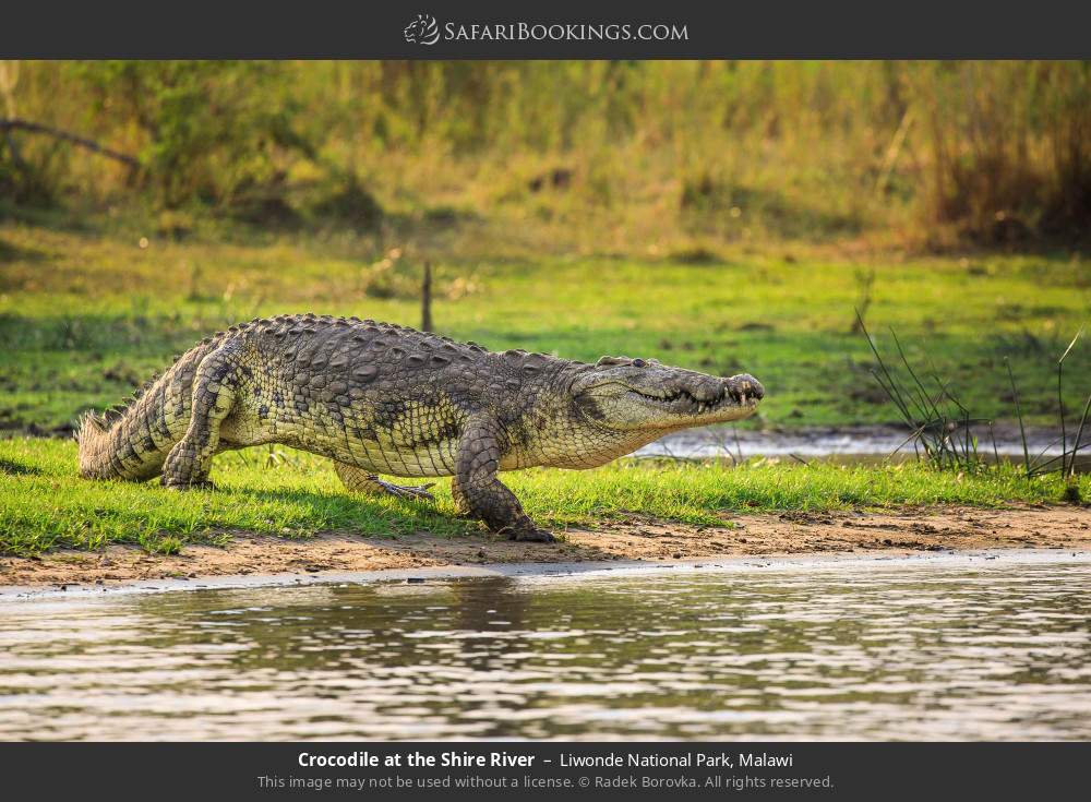 Crocodile at the Shire River in Liwonde National Park, Malawi