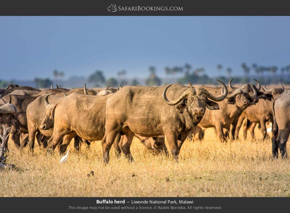 Buffalo herd in Liwonde National Park, Malawi