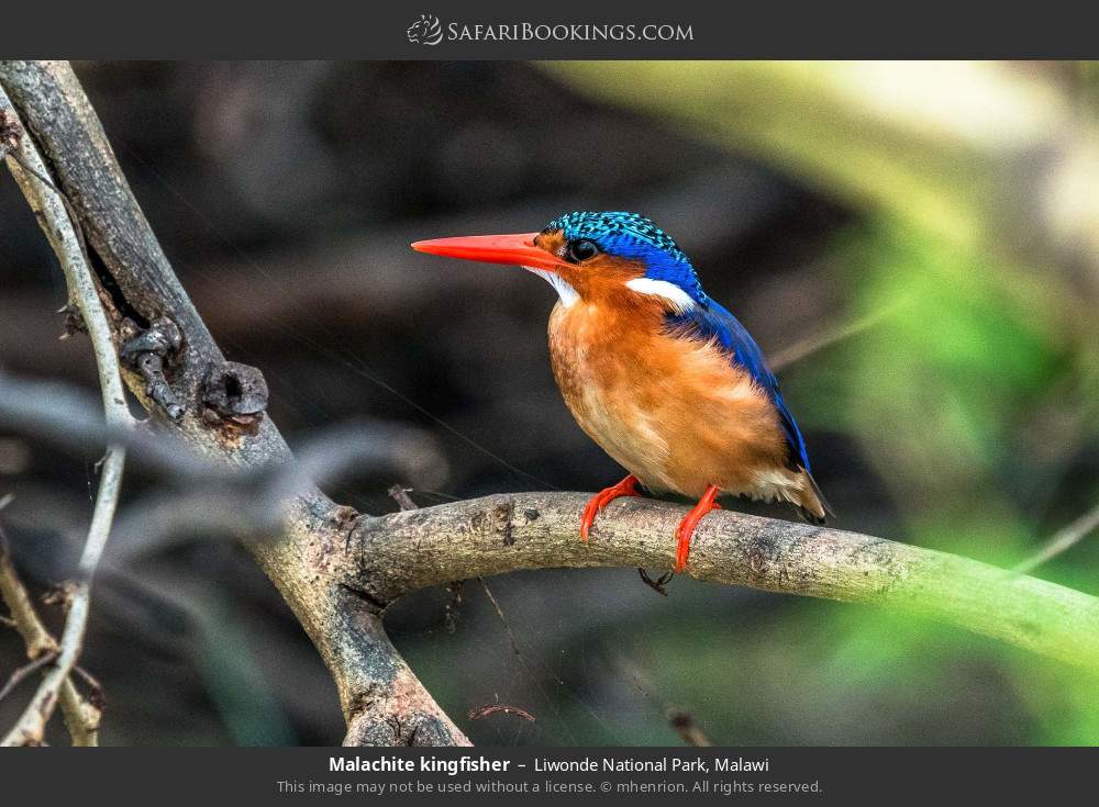 Malachite kingfisher in Liwonde National Park, Malawi