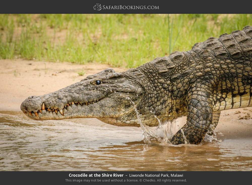 Crocodile at the Shire River in Liwonde National Park, Malawi